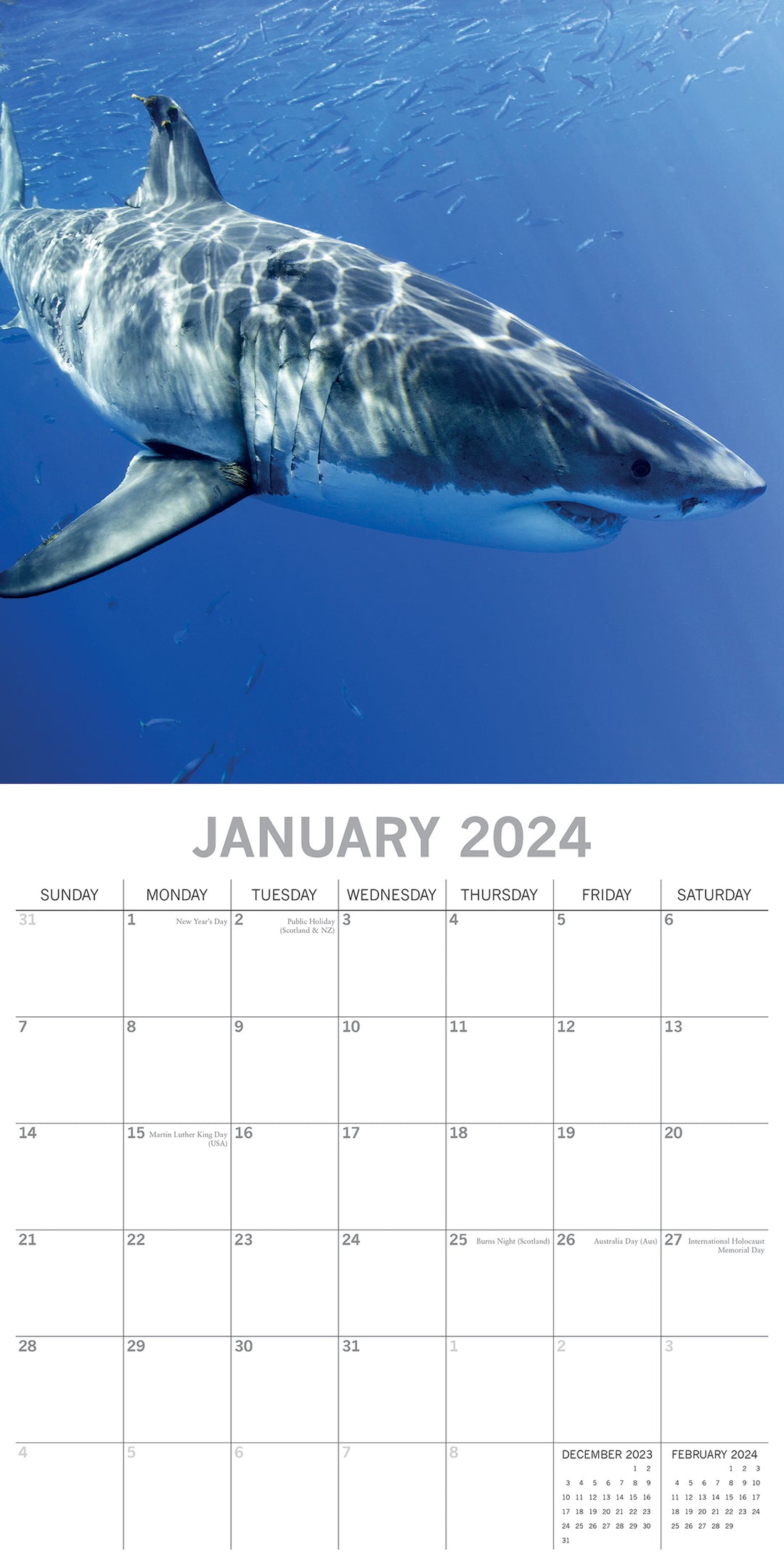 Sharks 2024 Square Wall Calendar Pets Animals 16Month New Year Christmas Planner