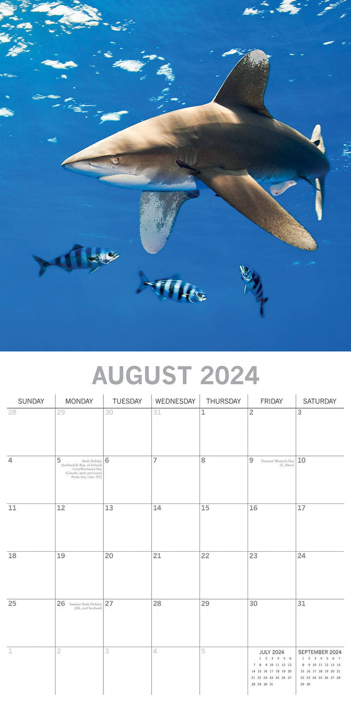 Sharks 2024 Square Wall Calendar Pets Animals 16Month New Year Christmas Planner