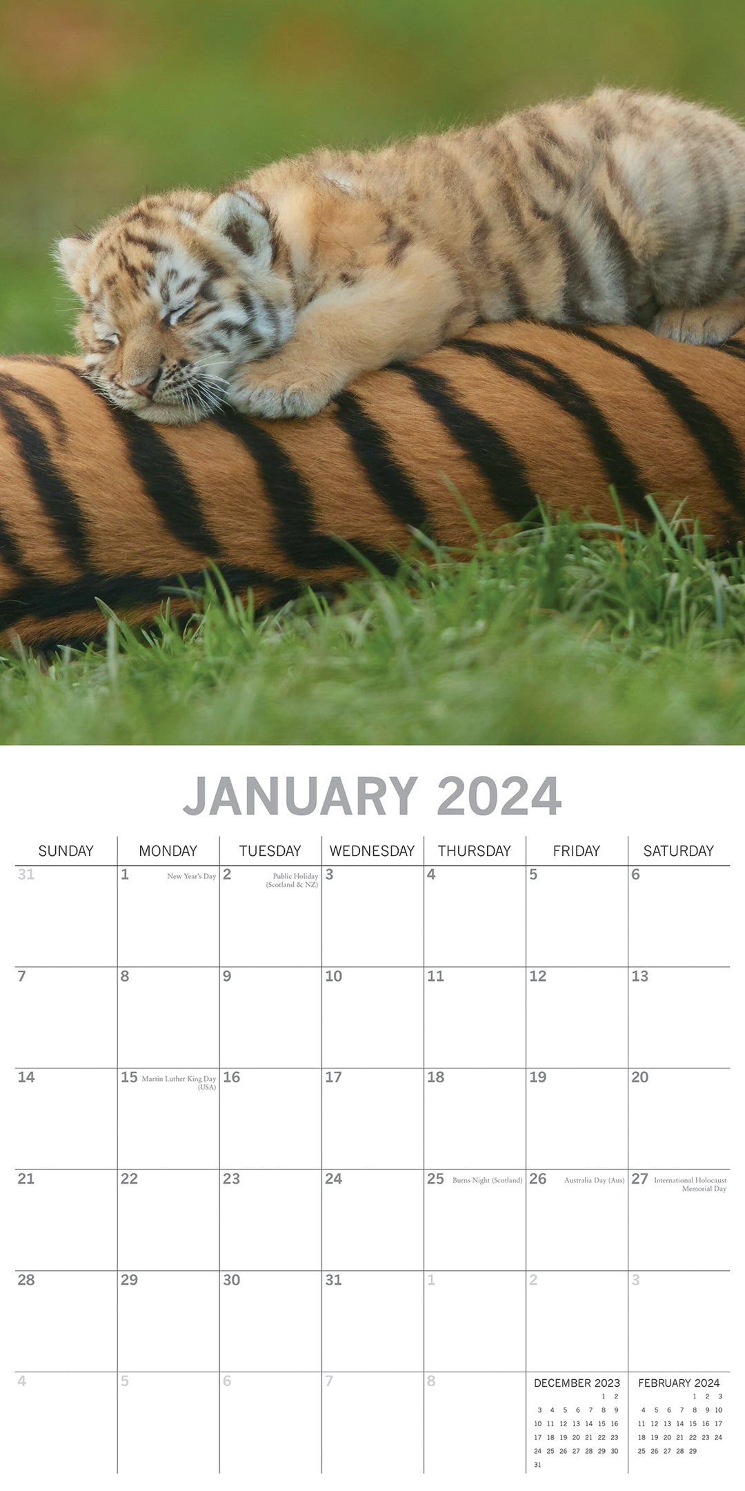 Tigers - 2024 Square Wall Calendar Pets Animals 16 Months New Year Gift Planner