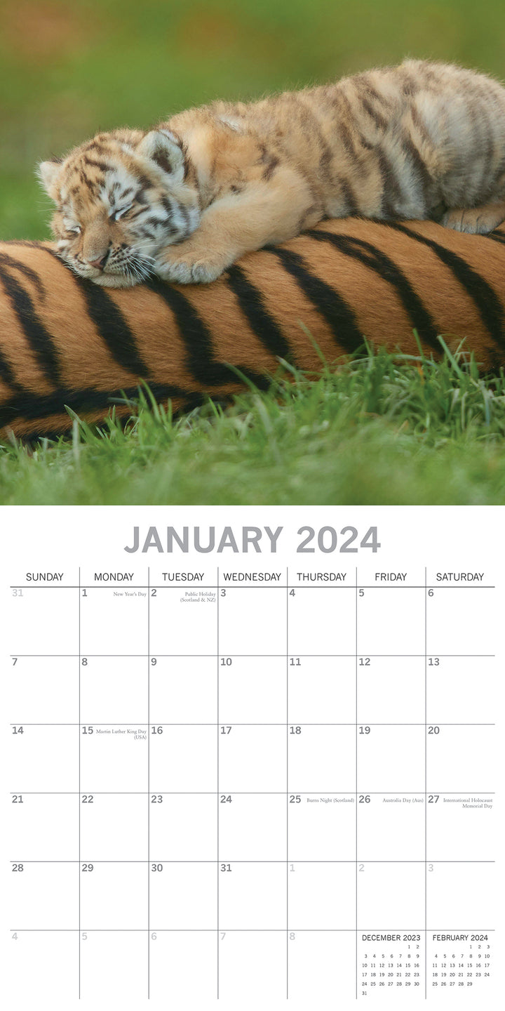 Tigers - 2024 Square Wall Calendar Pets Animals 16 Months New Year Gift Planner