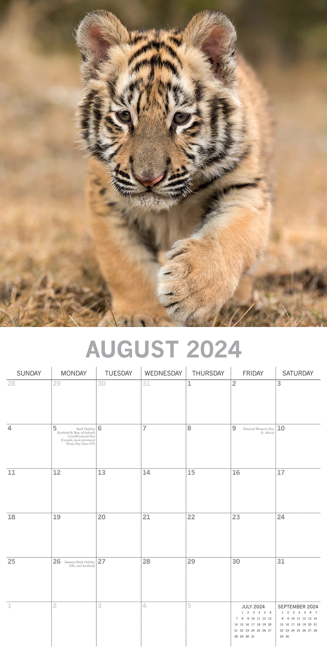 Tigers - 2024 Square Wall Calendar Pets Animals 16 Months New Year Gift Planner