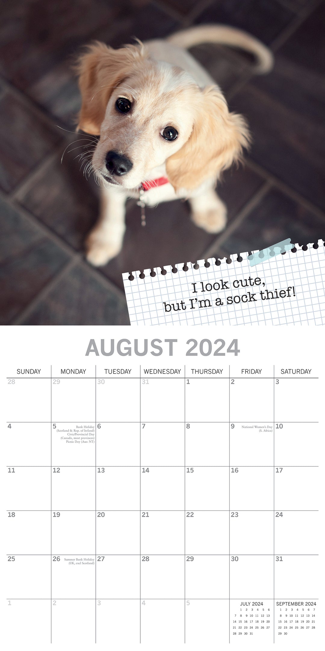 Dog Shaming - 2024 Square Wall Calendar Pets Animals 16 Months Premium Planner