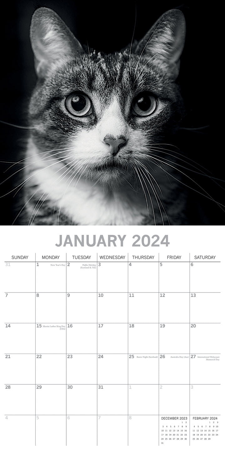 Cat Portraits - 2024 Square Wall Calendar 16 Months Black & White Planner Gift