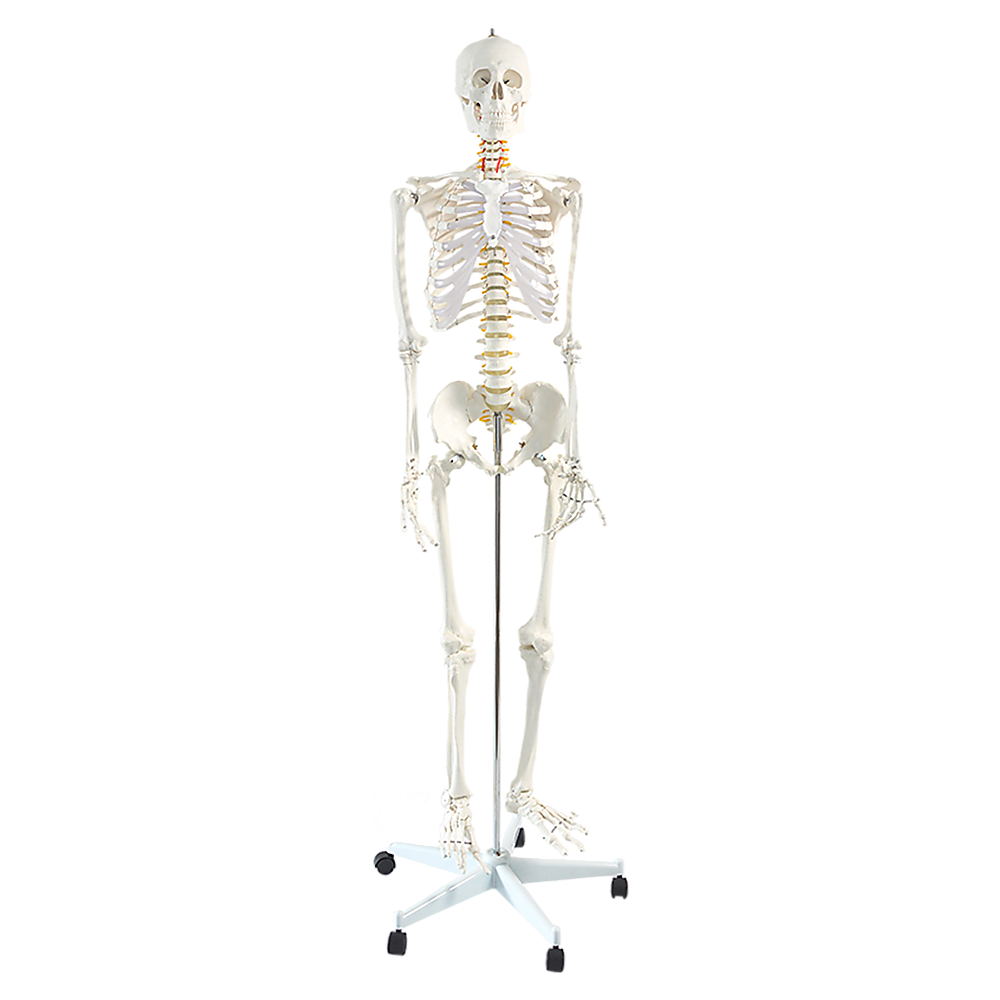 Human Skeleton Anatomical Model 180cm