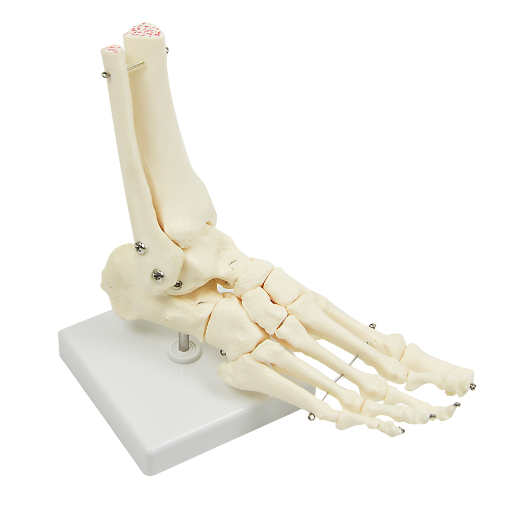 Life Size Foot Joint Anatomical Model Skeleton