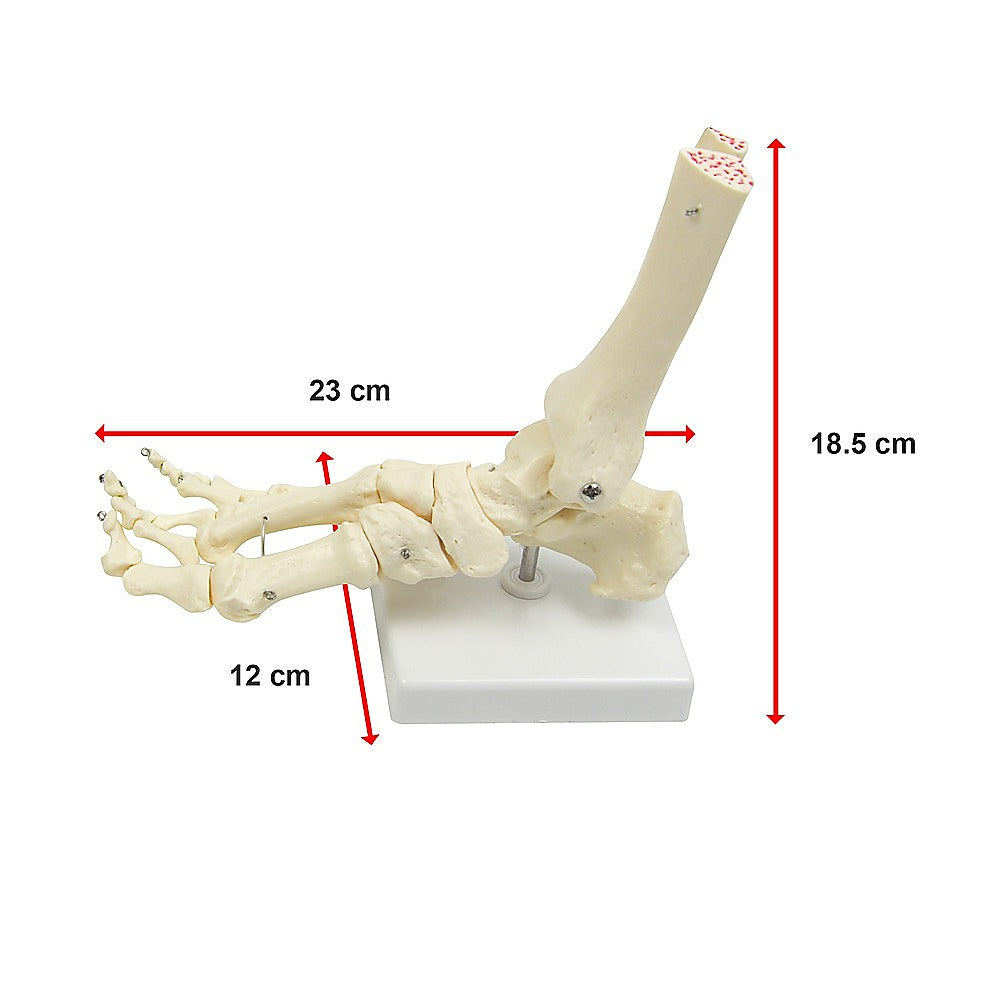 Life Size Foot Joint Anatomical Model Skeleton