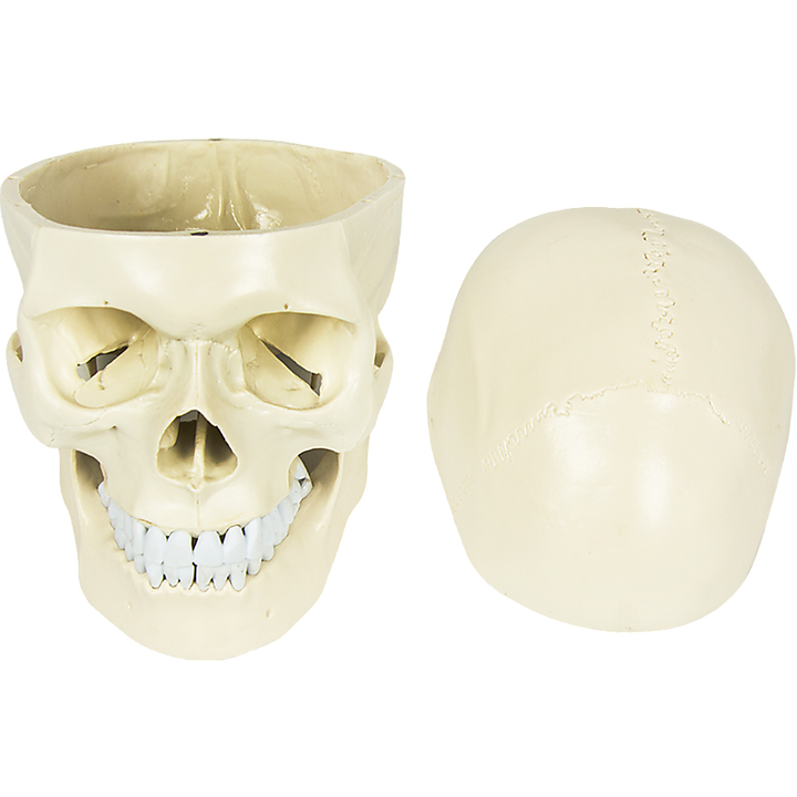 Life Size Anatomical Deluxe Human Skull Model Medical Skeleton Anatomy Replica