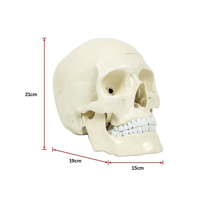 Life Size Anatomical Deluxe Human Skull Model Medical Skeleton Anatomy Replica