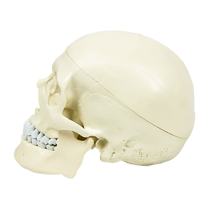 Life Size Anatomical Deluxe Human Skull Model Medical Skeleton Anatomy Replica