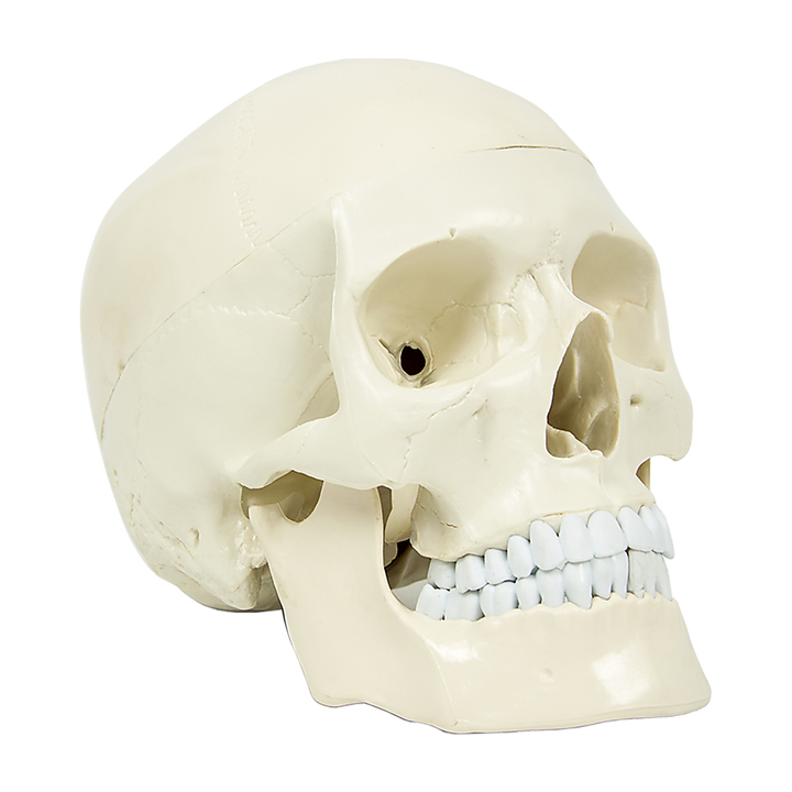 Life Size Anatomical Deluxe Human Skull Model Medical Skeleton Anatomy Replica