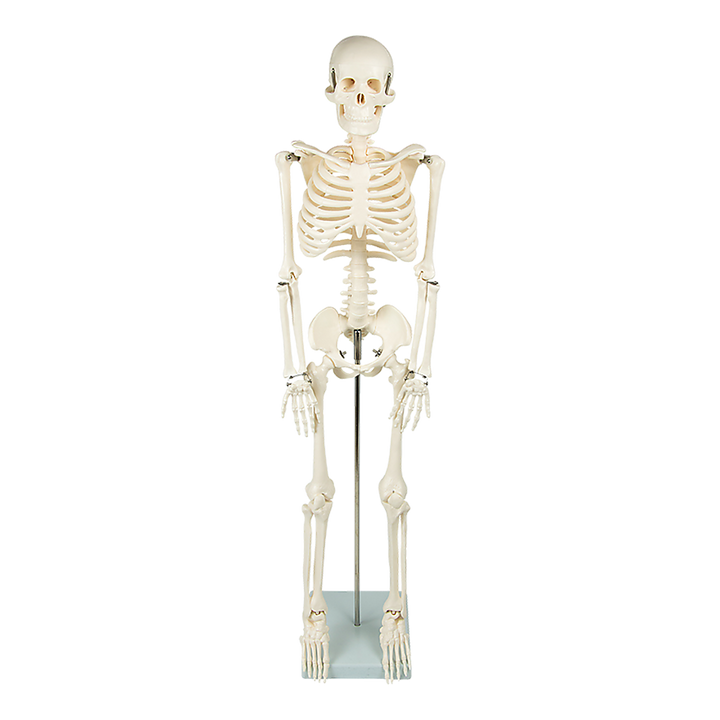 Anatomical 85cm Tall Human Skeleton with Stand Model - Medical Anatomy