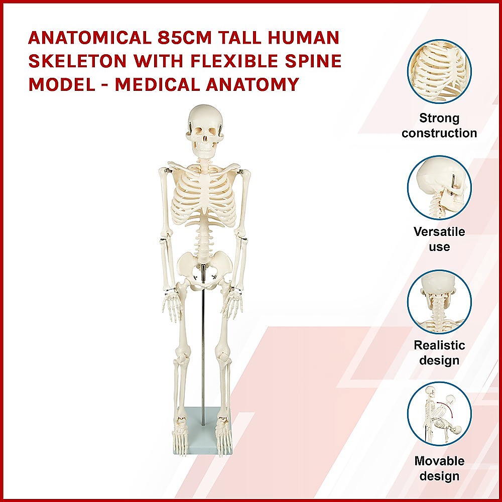 Anatomical 85cm Tall Human Skeleton with Stand Model - Medical Anatomy