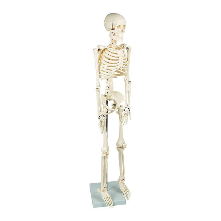 Anatomical 85cm Tall Human Skeleton with Stand Model - Medical Anatomy