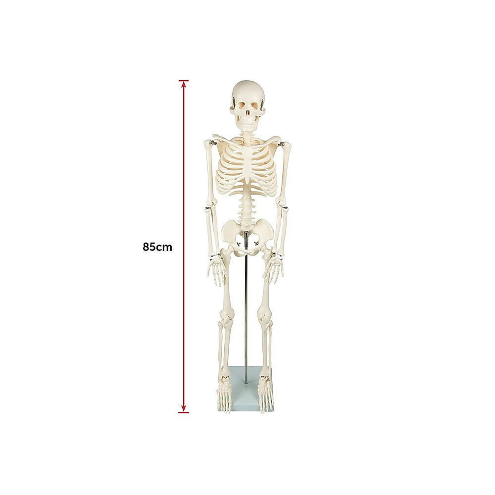 Anatomical 85cm Tall Human Skeleton with Stand Model - Medical Anatomy