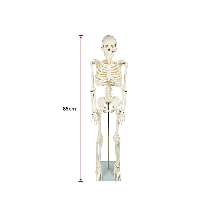 Anatomical 85cm Tall Human Skeleton with Stand Model - Medical Anatomy