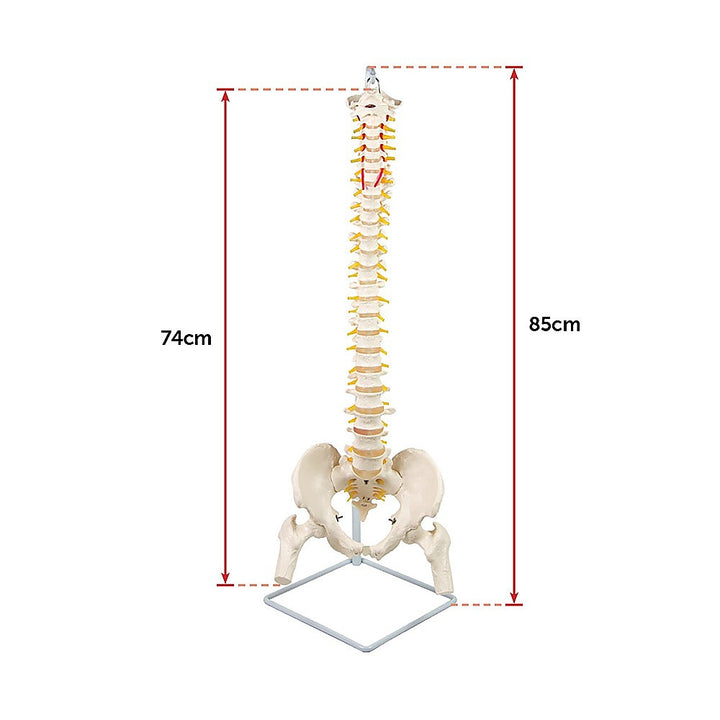 Life Size Flexible Vertebral Spine Pelvis & Femur Skeleton Model Anatomy Model