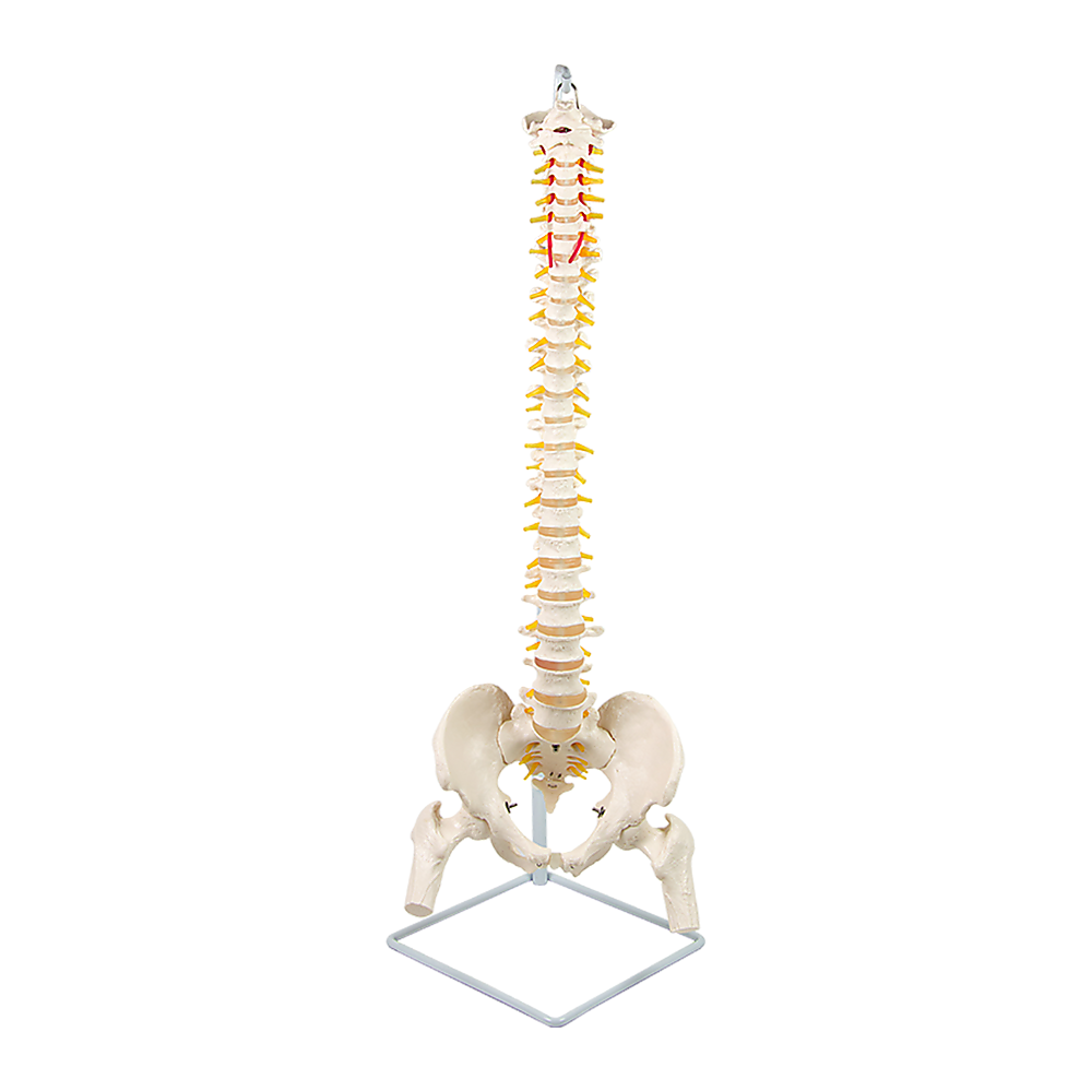 Life Size Flexible Vertebral Spine Pelvis & Femur Skeleton Model Anatomy Model